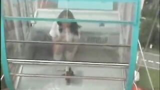 Japanese Girl Masturbates on a Ferris Wheel