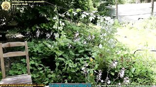 honeyand_thebear 2023-07-31 1906 webcam video